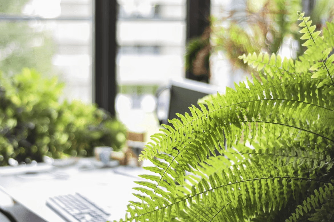 A Boston Fern plant sitting on a desk in front of a laptop.