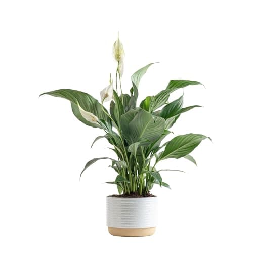 Costa Farms Peace Lily, Live Indoor Plant with Flowers