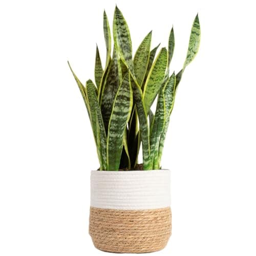 Costa Farms Live Snake Plant